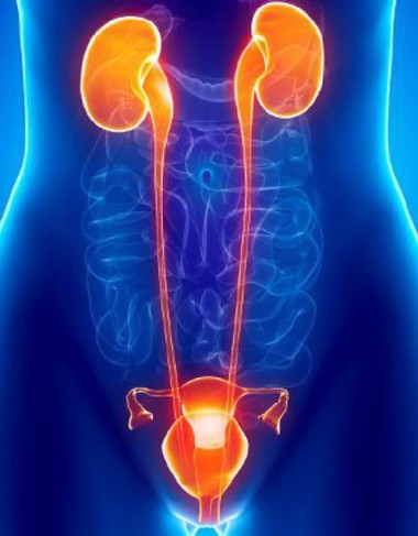 Urogenital Cancer and Its Symptoms